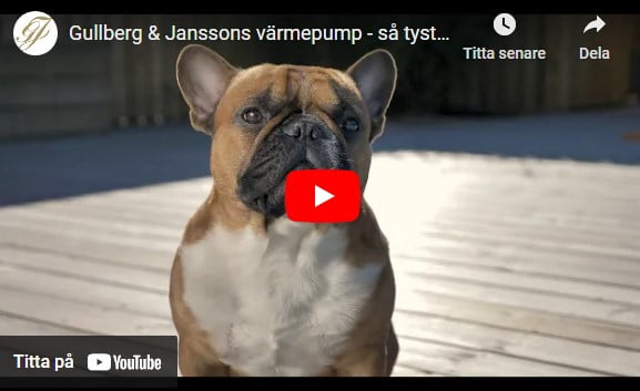 hund vid pool